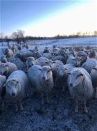 Lots 500-565 Maternal Composite Bred Ewes