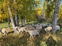 Purebred Katahdin ram lambs